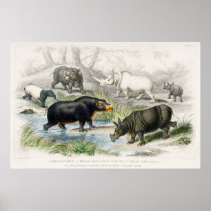 Hippopotamus, indiska Rhinoceros, Mucho... Poster