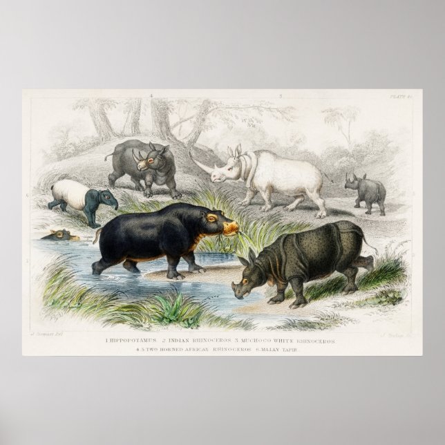 Hippopotamus, indiska Rhinoceros, Mucho... Poster (Framsidan)