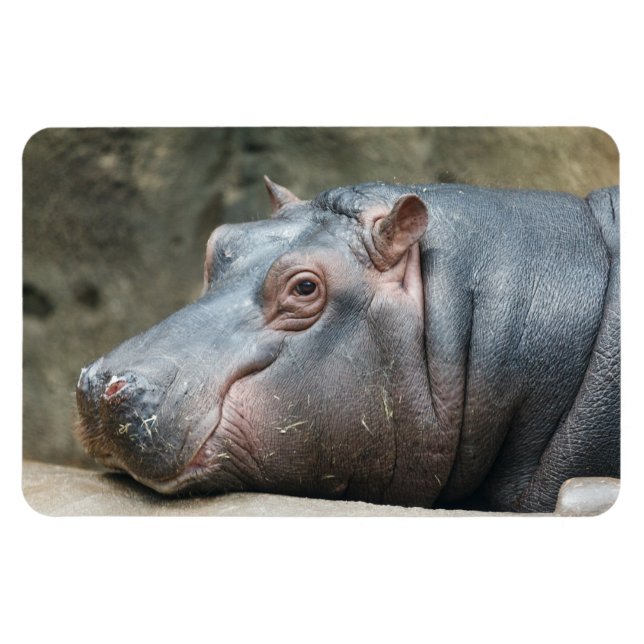 Hippopotamus magnet (Horisontell)