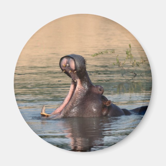 hippopotamus magnet (Framsidan)
