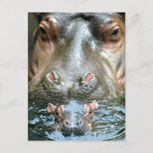 Hippopotamus och Baby Vykort