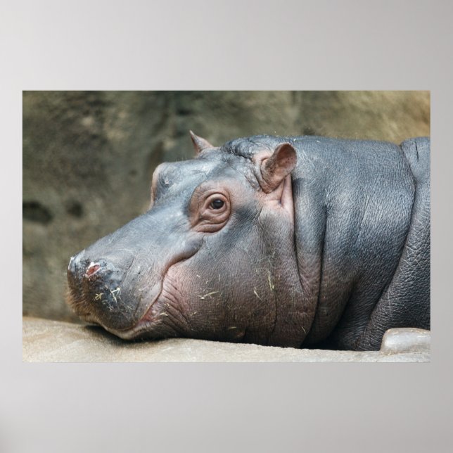 Hippopotamus poster (Framsidan)