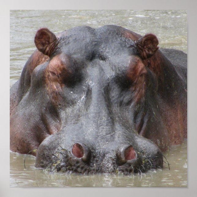 Hippopotamus Poster (Framsidan)