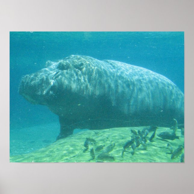 Hippopotamus Poster (Framsidan)
