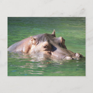Hippopotamus simmande på Yta Vykort