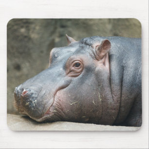 Hippopotamus spp. musmatta