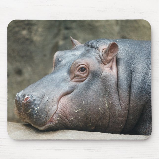 Hippopotamus spp. musmatta (Framsidan)