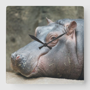 Hippopotamus-väggklocka Fyrkantig Klocka