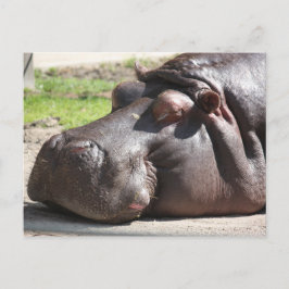 Hippopotamus Vykort