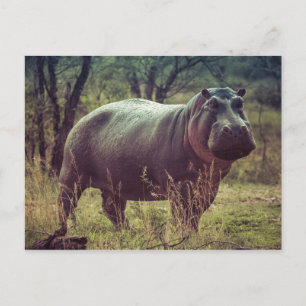 Hippopotamus Vykort