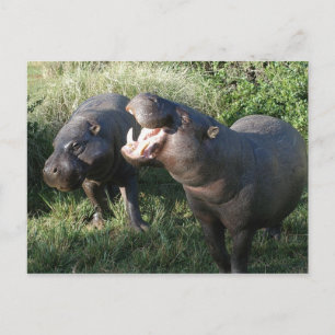 Hippopotamus Vykort
