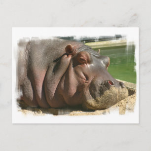 Hippopotamus-vykort Vykort