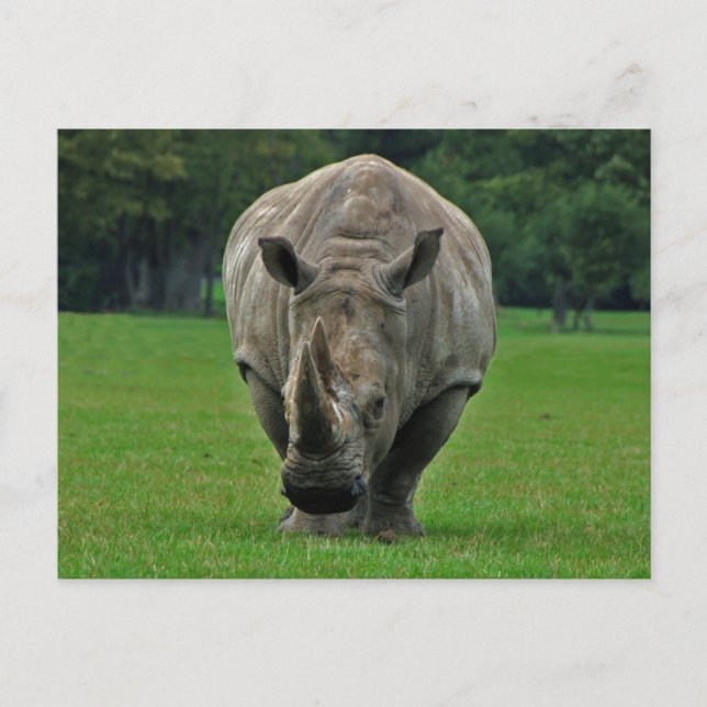 Hippopotamus-vykort Vykort (Framsida)