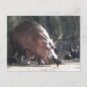 Hippopotamus-vykort Vykort