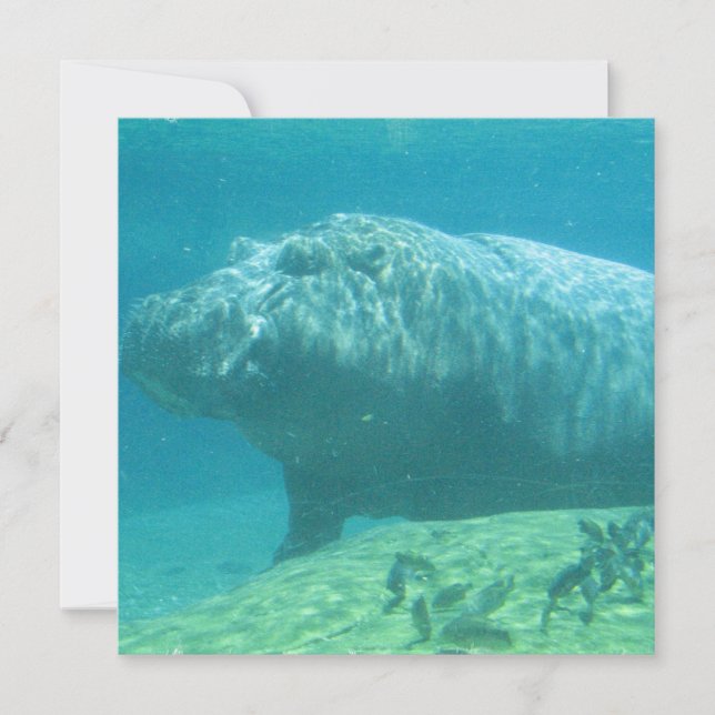 Hippopotamusinbjudan Inbjudningar (Framsida)