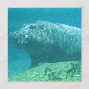 Hippopotamusinbjudan Inbjudningar