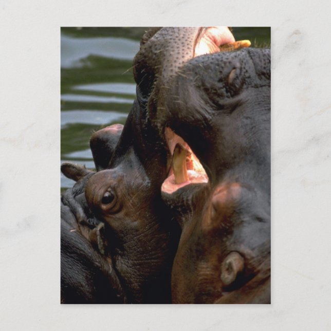 Hippos Fighting, Closeup Vykort (Framsida)