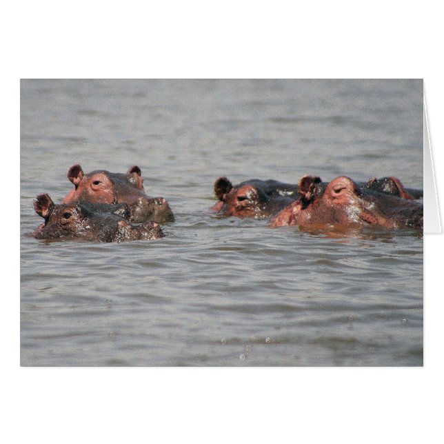 Hippos Hälsningskort (Framsidan Horizontal)