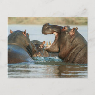Hippos i Vatten Vykort