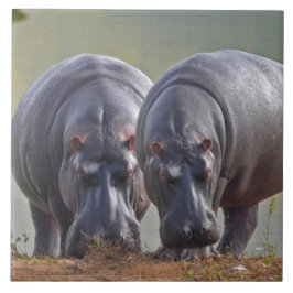 Hippos Kakelplatta