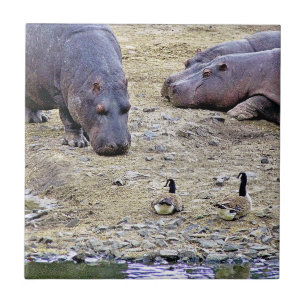 HIPPOS KAKELPLATTA