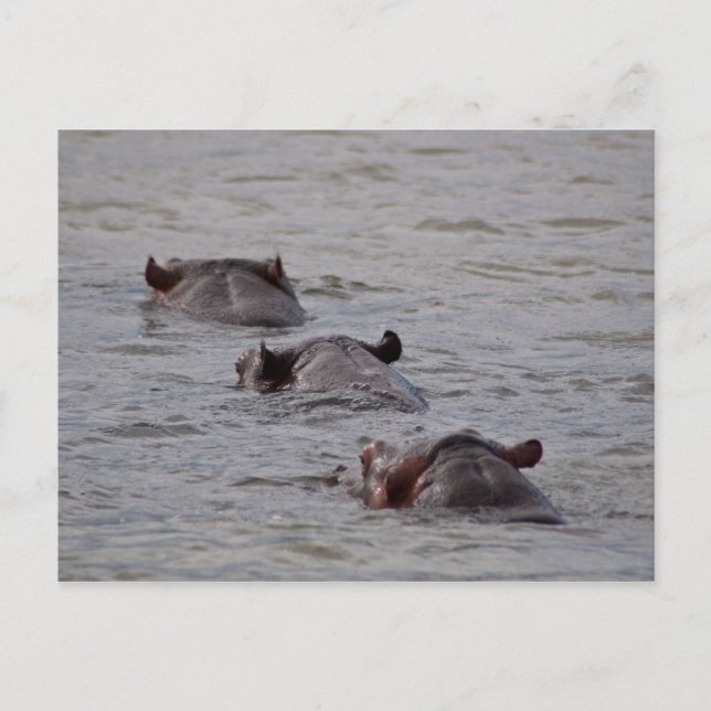 Hippos letar efter en Simma Vykort (Framsida)