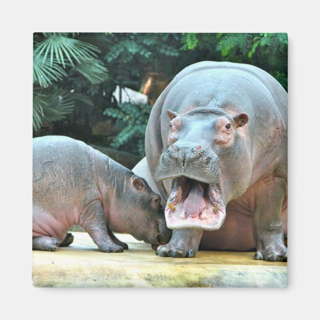 Hippos Magnet (Framsidan)
