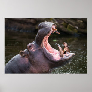 Hippos massive Jaws Poster