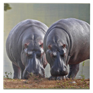 Hippos par kakelplatta