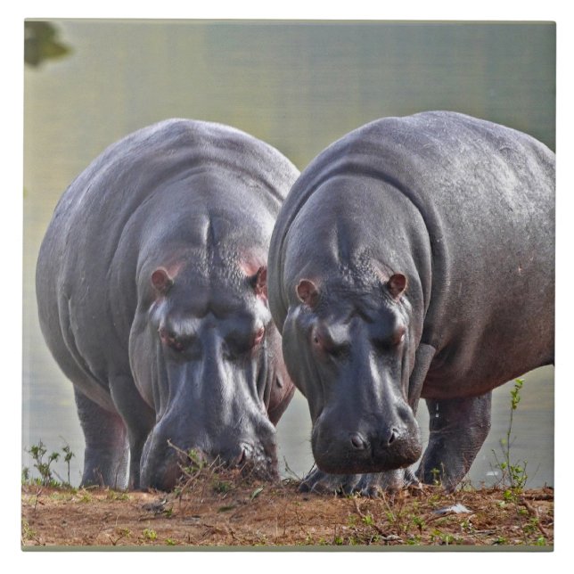 Hippos par kakelplatta (Framsidan)