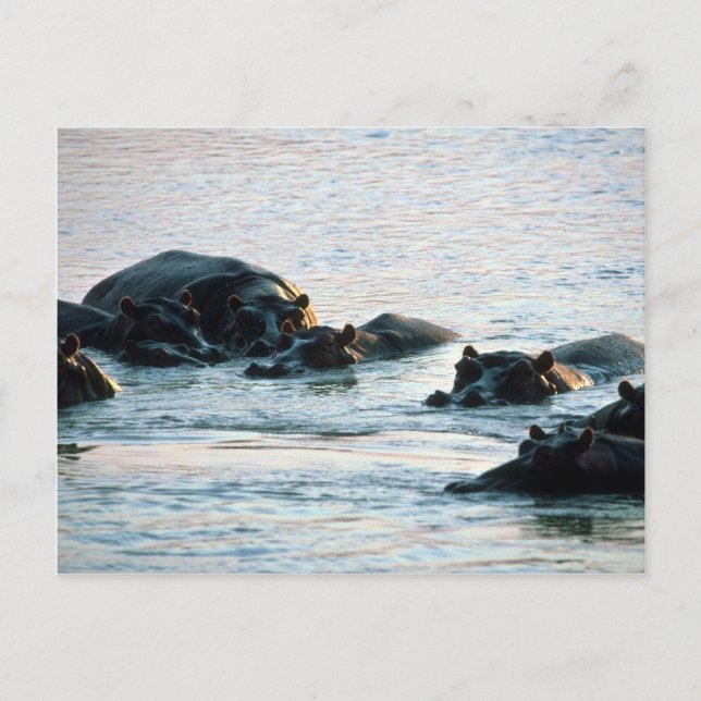 Hippos - Pod i floden Twilight Vykort (Framsida)
