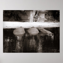 Hippos Rester i Vatten Black and White Wildlife Poster