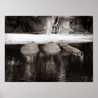 Hippos Rester i Vatten Black and White Wildlife Poster