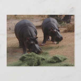 hippos vykort