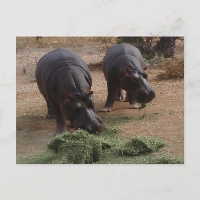 hippos vykort (Framsida)