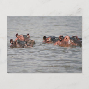 Hippos Vykort