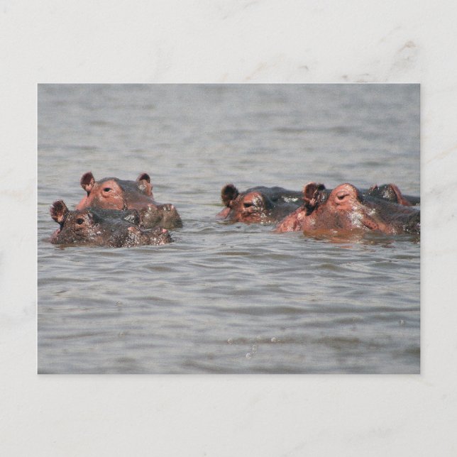 Hippos Vykort (Framsida)