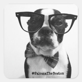 Hipster Boston Terrier med glasögon Stickers Fyrkantigt Klistermärke