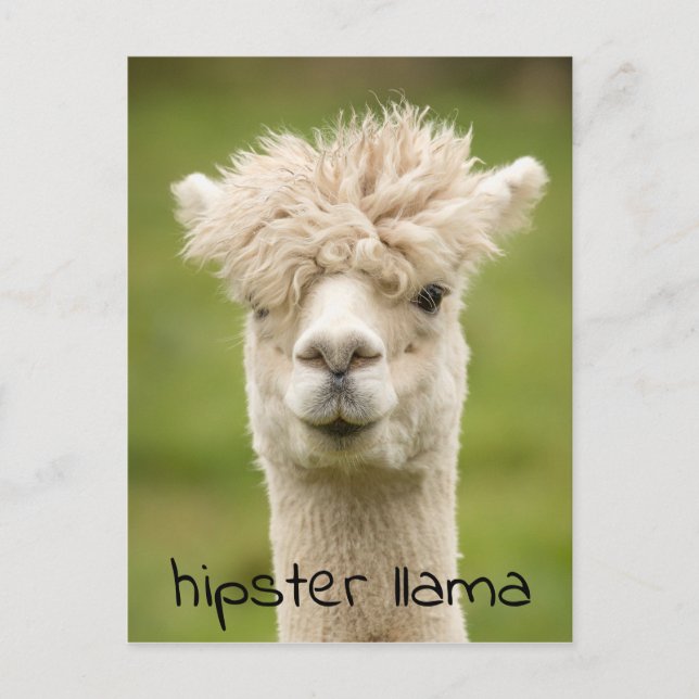 Hipster Loama Funny Hairdo Vykort (Framsida)