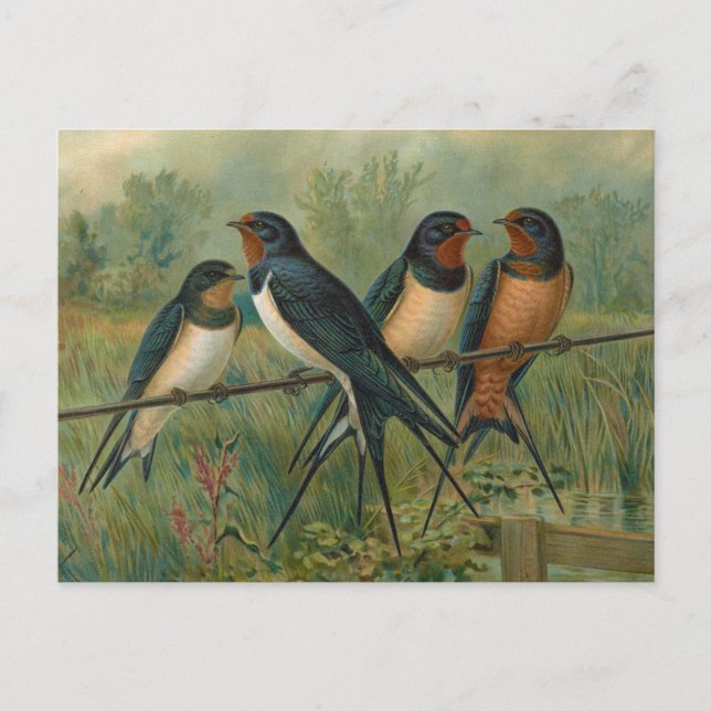Hirundo rustica, Hirundo rustica Savignii Vykort (Framsida)