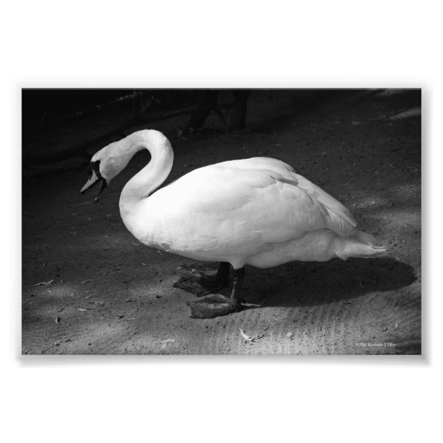 HiSS Fototryck (Framsidan)