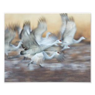 Hiss utanför Sandhill Cranes Fototryck
