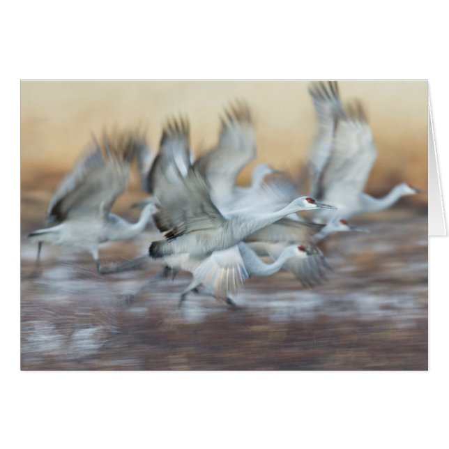 Hiss utanför Sandhill Cranes. Hälsningskort (Framsidan Horizontal)