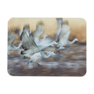 Hiss utanför Sandhill Cranes Magnet