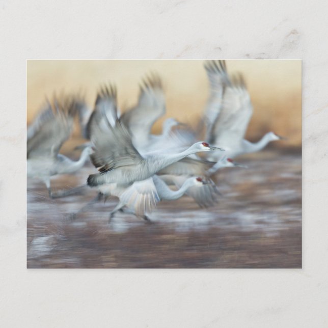 Hiss utanför Sandhill Cranes Vykort (Framsida)