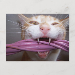 Hissed Vykort