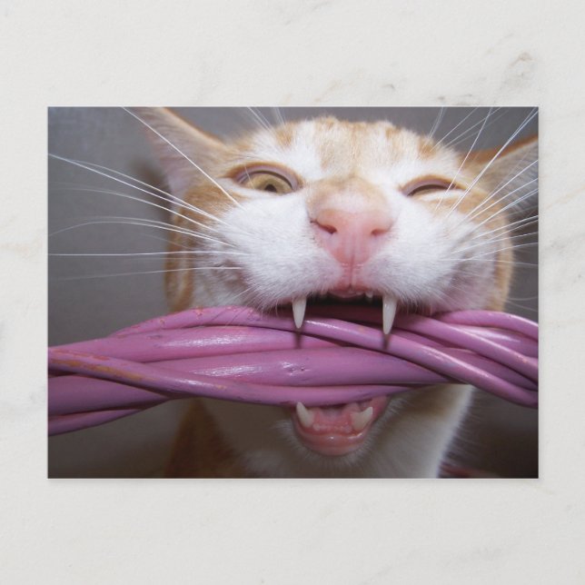 Hissed Vykort (Framsida)