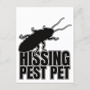 Hissing Cockroacher Cockroach Roach Hisser Vykort