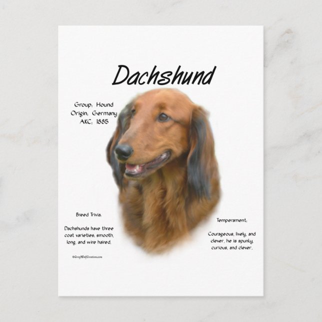 Historikdesign för Dachshund (långhårig) Vykort (Framsida)