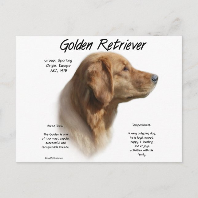 Historikdesign för Golden Retriever Vykort (Framsida)